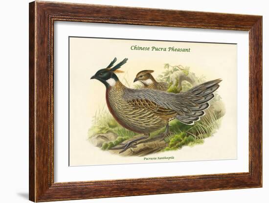 Pucrasia Xanthospila - Chinese Pucra Pheasant-John Gould-Framed Art Print