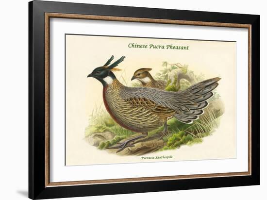 Pucrasia Xanthospila - Chinese Pucra Pheasant-John Gould-Framed Art Print