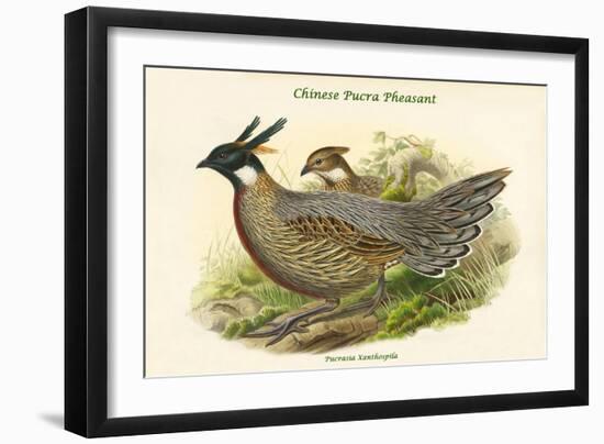 Pucrasia Xanthospila - Chinese Pucra Pheasant-John Gould-Framed Art Print