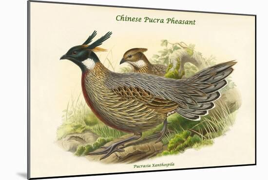 Pucrasia Xanthospila - Chinese Pucra Pheasant-John Gould-Mounted Art Print