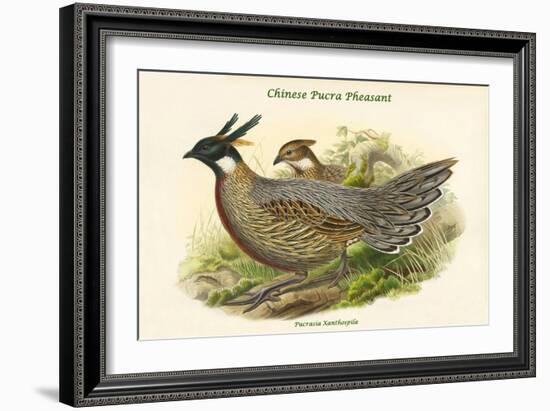 Pucrasia Xanthospila - Chinese Pucra Pheasant-John Gould-Framed Art Print