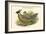 Pucrasia Xanthospila - Chinese Pucra Pheasant-John Gould-Framed Art Print