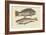 Pudding Wife Wrasse and Carolina Whiting-Mark Catesby-Framed Art Print