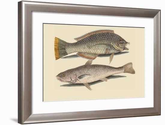 Pudding Wife Wrasse and Carolina Whiting-Mark Catesby-Framed Art Print