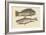 Pudding Wife Wrasse and Carolina Whiting-Mark Catesby-Framed Art Print