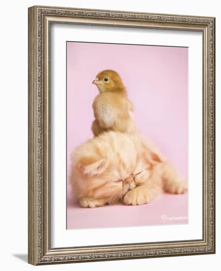 Pudding-Rachael Hale-Framed Art Print