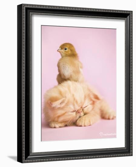 Pudding-Rachael Hale-Framed Art Print