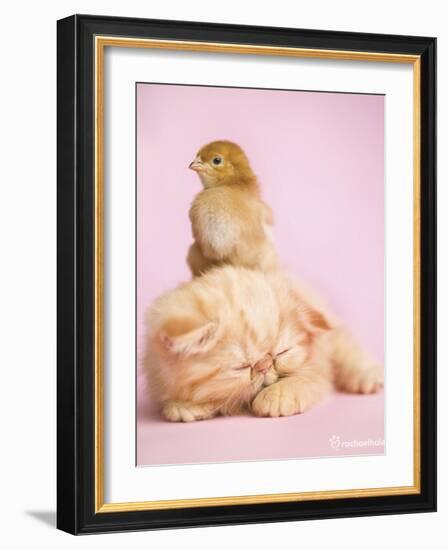 Pudding-Rachael Hale-Framed Art Print