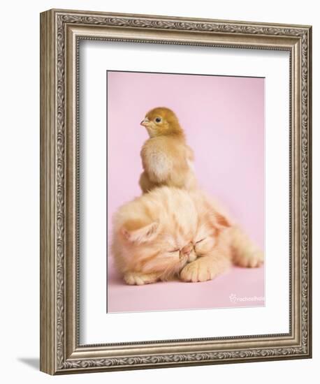 Pudding-Rachael Hale-Framed Premium Giclee Print