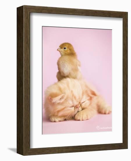 Pudding-Rachael Hale-Framed Premium Giclee Print