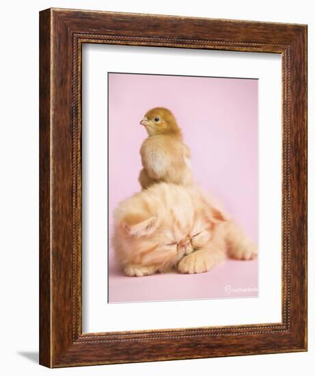 Pudding-Rachael Hale-Framed Premium Giclee Print