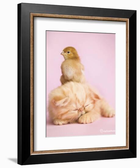 Pudding-Rachael Hale-Framed Premium Giclee Print