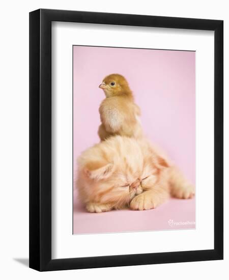 Pudding-Rachael Hale-Framed Premium Giclee Print