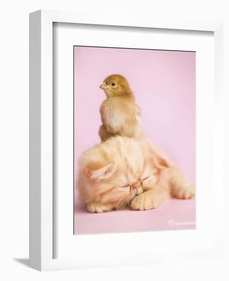 Pudding-Rachael Hale-Framed Premium Giclee Print