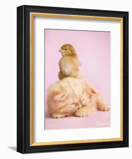 Pudding-Rachael Hale-Framed Premium Giclee Print