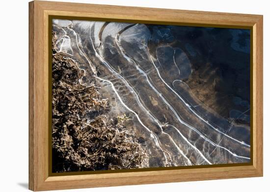 Puddles in Deep Tractor Ruts Frozen on a Cold Bright Winter Morning in January, West Berkshire-Nigel Cattlin-Framed Premier Image Canvas