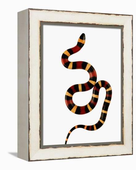 Pueblan Milk Snake-Martin Harvey-Framed Premier Image Canvas