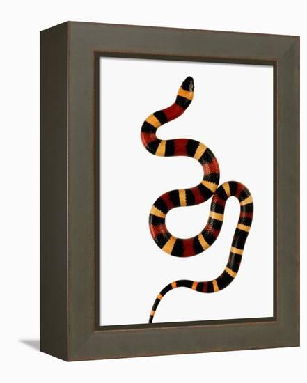 Pueblan Milk Snake-Martin Harvey-Framed Premier Image Canvas