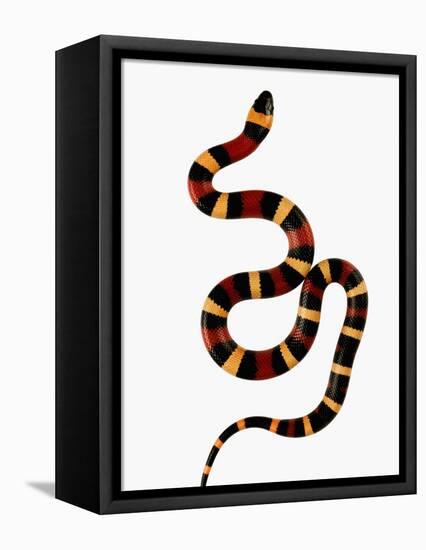 Pueblan Milk Snake-Martin Harvey-Framed Premier Image Canvas