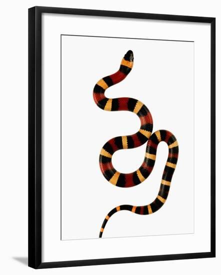 Pueblan Milk Snake-Martin Harvey-Framed Photographic Print