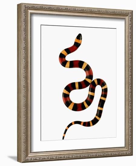 Pueblan Milk Snake-Martin Harvey-Framed Photographic Print