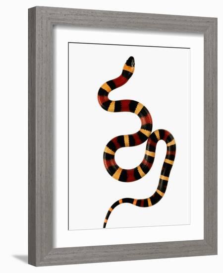 Pueblan Milk Snake-Martin Harvey-Framed Photographic Print