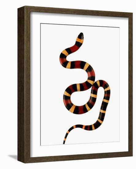 Pueblan Milk Snake-Martin Harvey-Framed Photographic Print