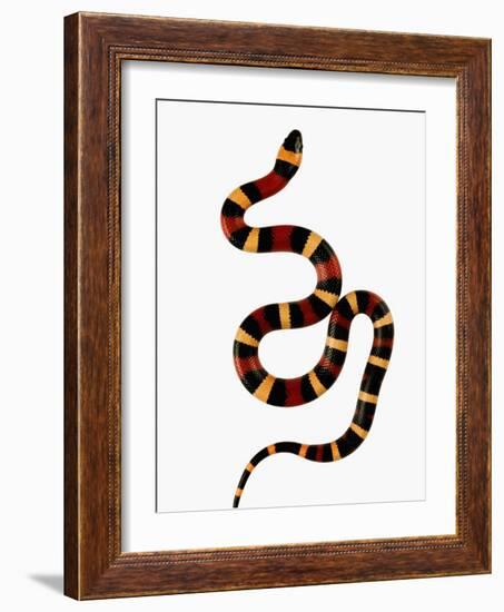 Pueblan Milk Snake-Martin Harvey-Framed Photographic Print