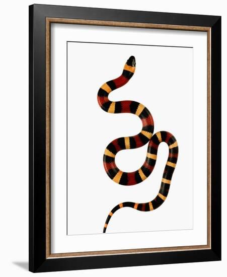 Pueblan Milk Snake-Martin Harvey-Framed Photographic Print