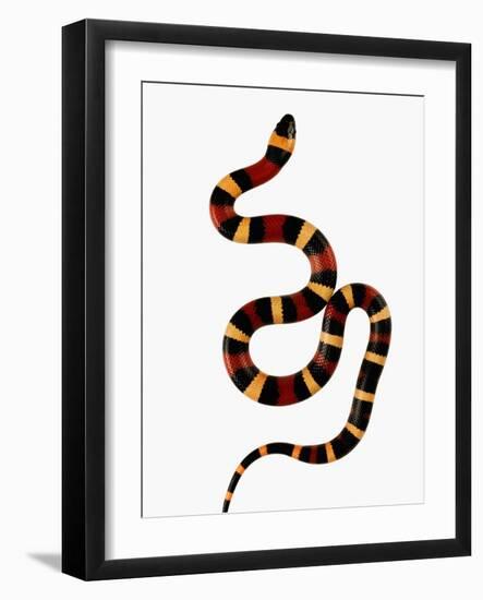 Pueblan Milk Snake-Martin Harvey-Framed Photographic Print