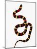 Pueblan Milk Snake-Martin Harvey-Mounted Photographic Print