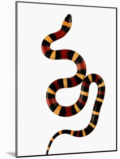 Pueblan Milk Snake-Martin Harvey-Mounted Photographic Print