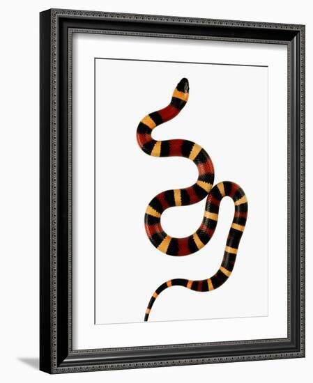 Pueblan Milk Snake-Martin Harvey-Framed Photographic Print