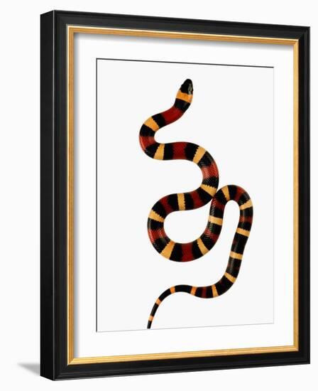 Pueblan Milk Snake-Martin Harvey-Framed Photographic Print