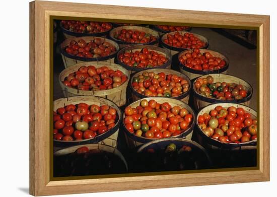 Puerto Rico: Tomatoes-Jack Delano-Framed Premier Image Canvas