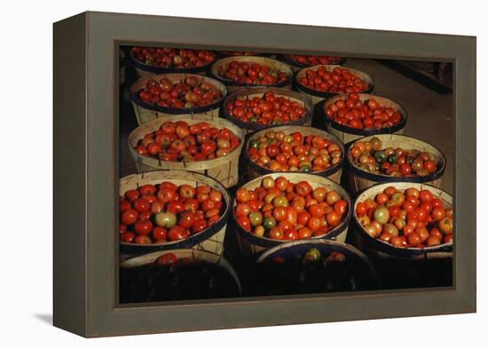 Puerto Rico: Tomatoes-Jack Delano-Framed Premier Image Canvas