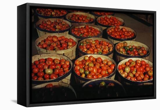 Puerto Rico: Tomatoes-Jack Delano-Framed Premier Image Canvas