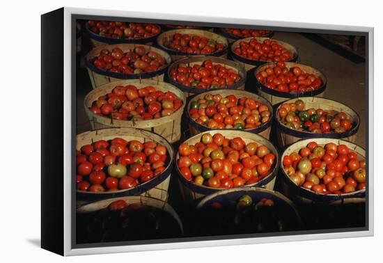 Puerto Rico: Tomatoes-Jack Delano-Framed Premier Image Canvas