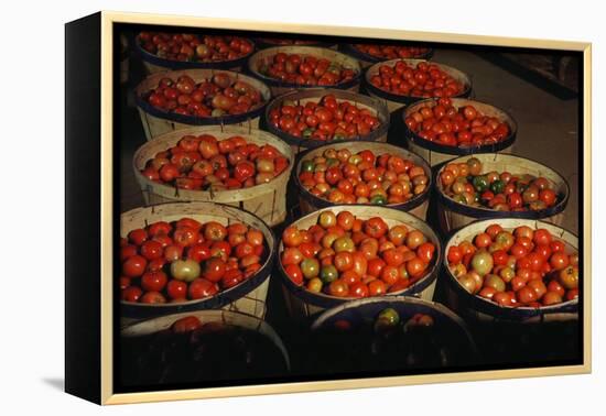 Puerto Rico: Tomatoes-Jack Delano-Framed Premier Image Canvas