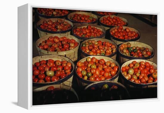 Puerto Rico: Tomatoes-Jack Delano-Framed Premier Image Canvas