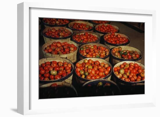 Puerto Rico: Tomatoes-Jack Delano-Framed Giclee Print