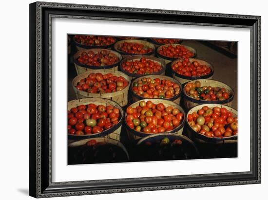 Puerto Rico: Tomatoes-Jack Delano-Framed Giclee Print