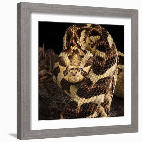 Puff Adder (Bitis Arietans) Captive Occurs In Tanzania-Michael D. Kern-Framed Photographic Print