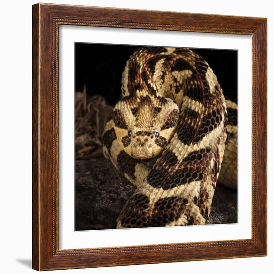 Puff Adder (Bitis Arietans) Captive Occurs In Tanzania-Michael D. Kern-Framed Photographic Print