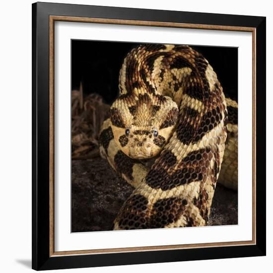 Puff Adder (Bitis Arietans) Captive Occurs In Tanzania-Michael D. Kern-Framed Photographic Print