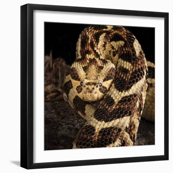 Puff Adder (Bitis Arietans) Captive Occurs In Tanzania-Michael D. Kern-Framed Photographic Print