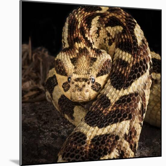 Puff Adder (Bitis Arietans) Captive Occurs In Tanzania-Michael D. Kern-Mounted Photographic Print