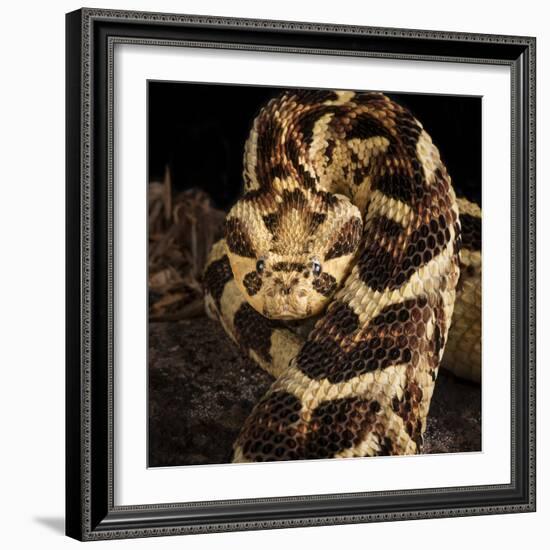 Puff Adder (Bitis Arietans) Captive Occurs In Tanzania-Michael D. Kern-Framed Photographic Print