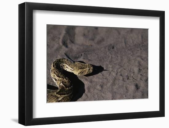 Puff Adder on Sand-Paul Souders-Framed Photographic Print