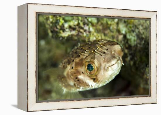 Puffer Fish with Green Eyes in the Clear Waters Off Staniel Cay, Exuma, Bahamas-James White-Framed Premier Image Canvas